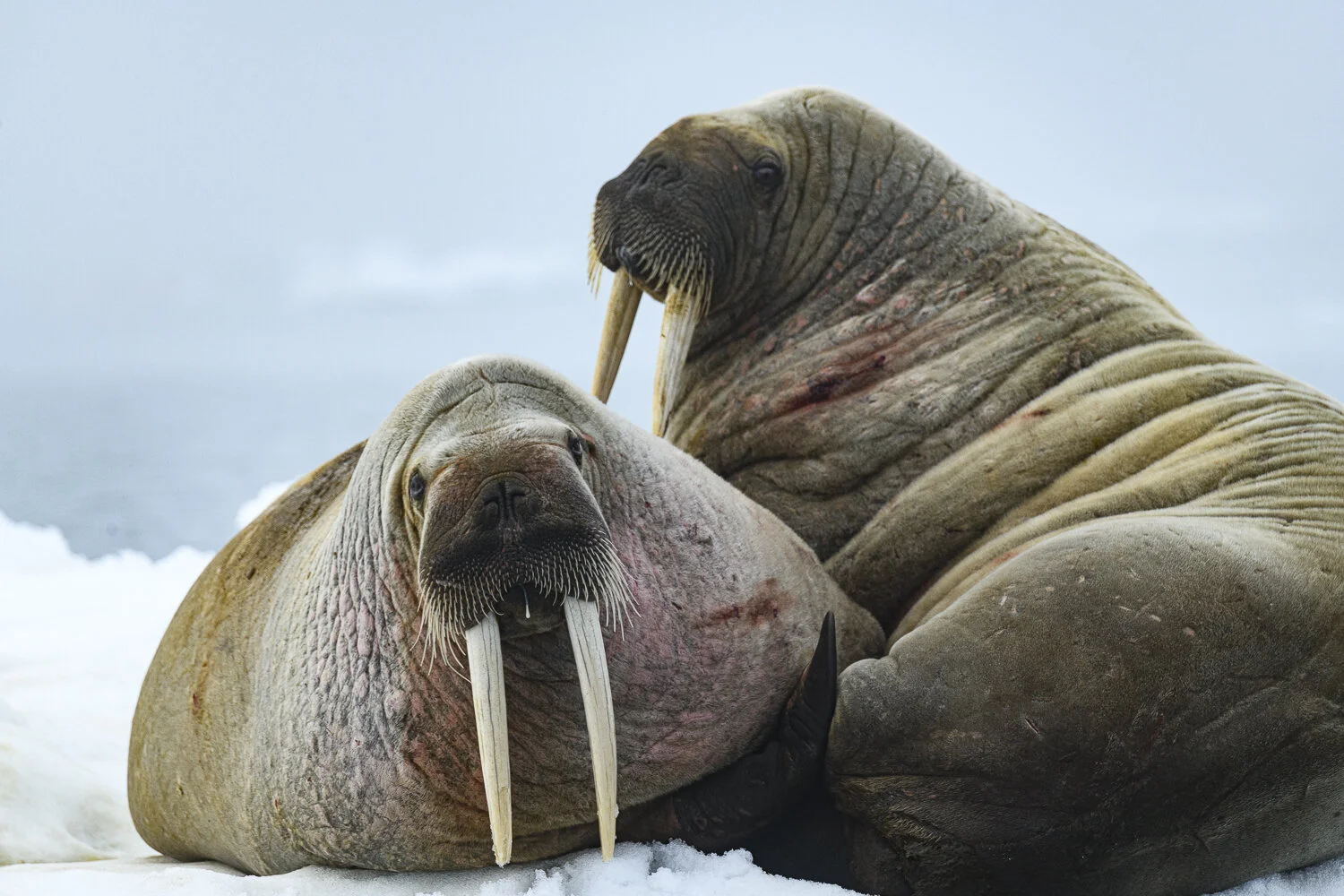 Svalbard 2020 (1 av 1)-14.jpg