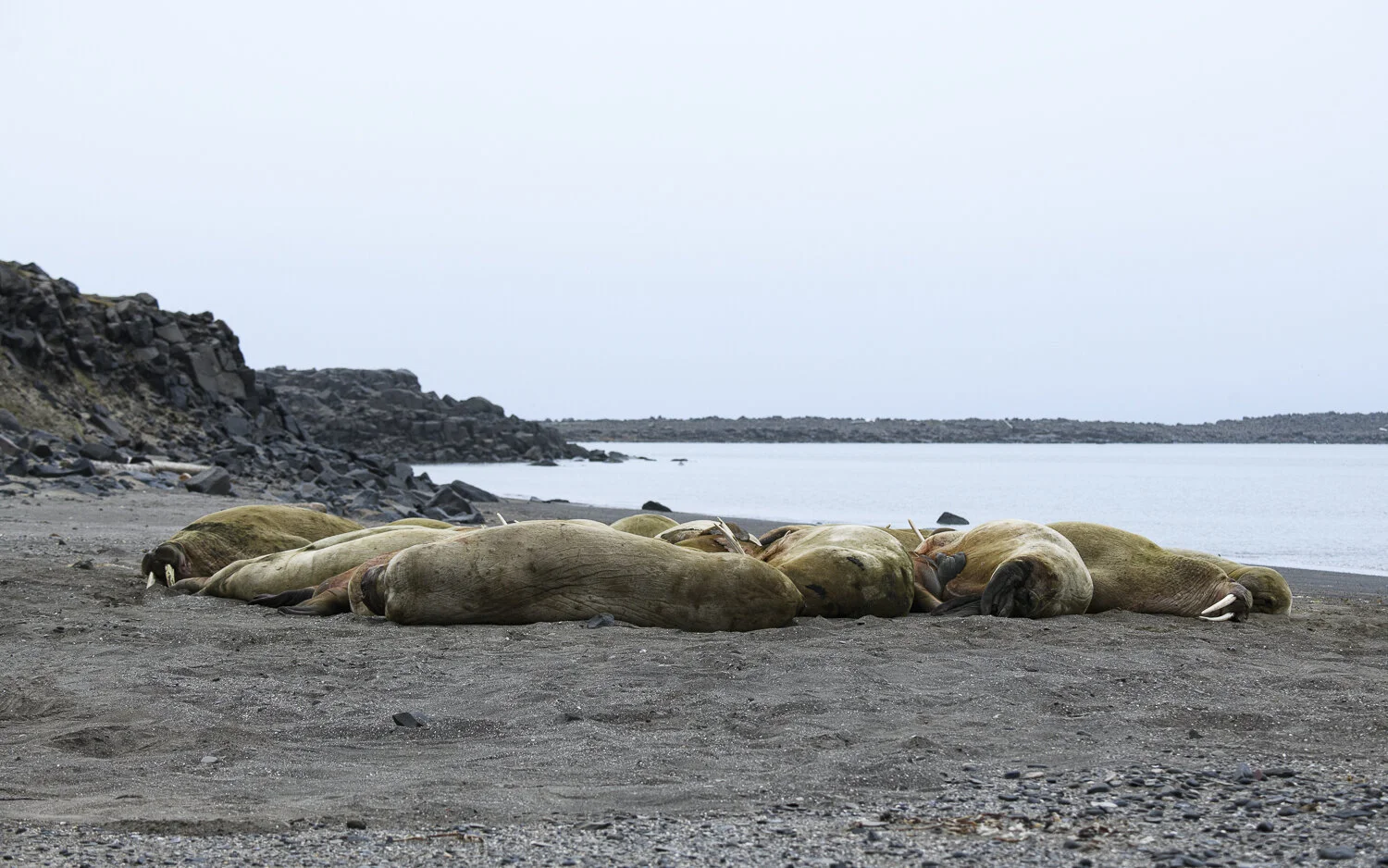 Svalbard 2020 (1 av 1)-17.jpg