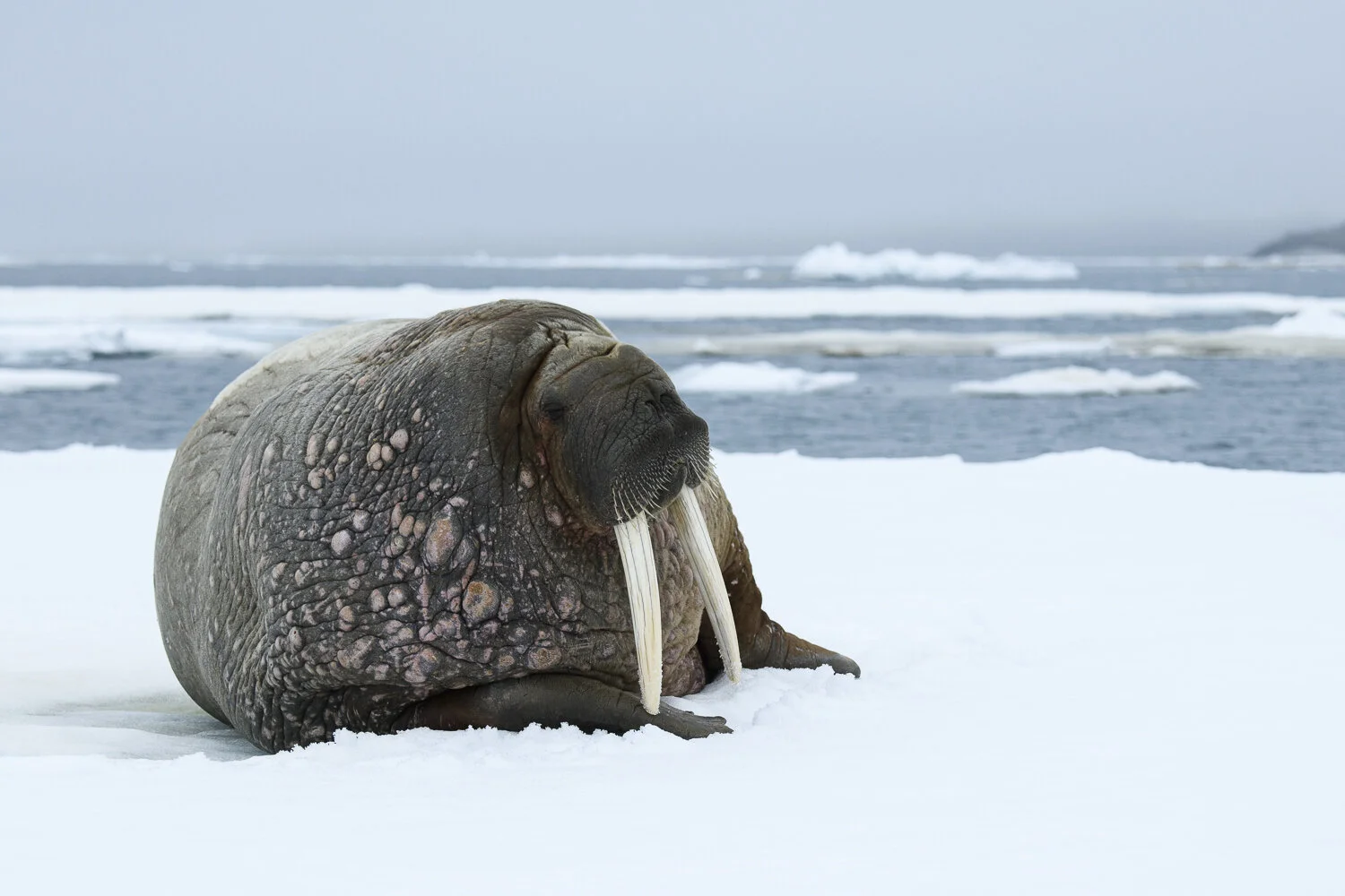 Svalbard 2020 (1 av 1)-24.jpg