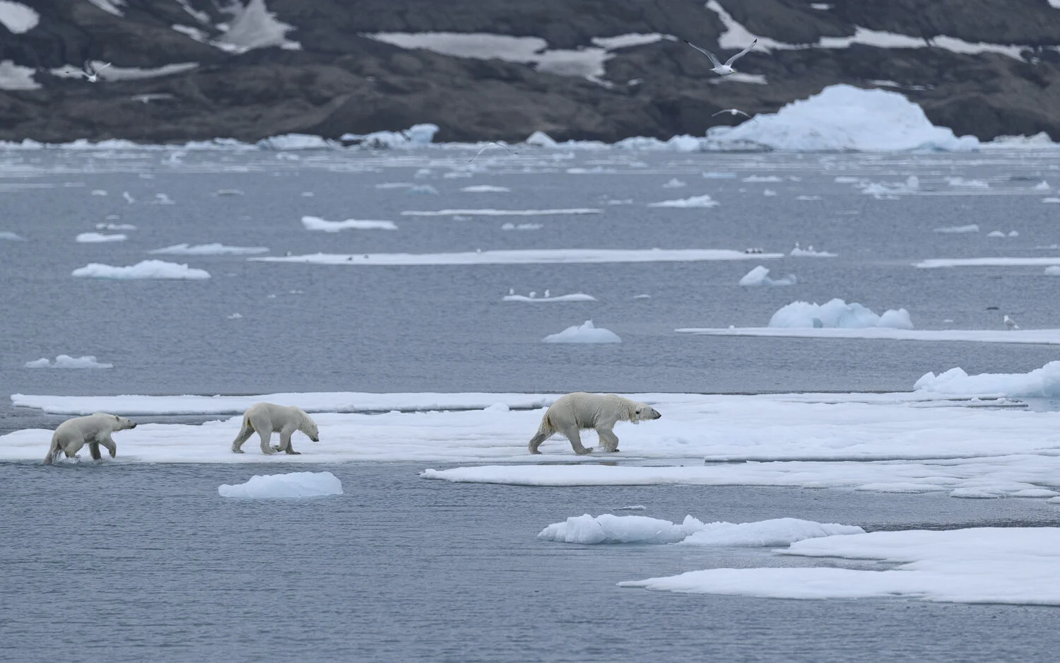 Svalbard 2020 (1 av 1)-42.jpg