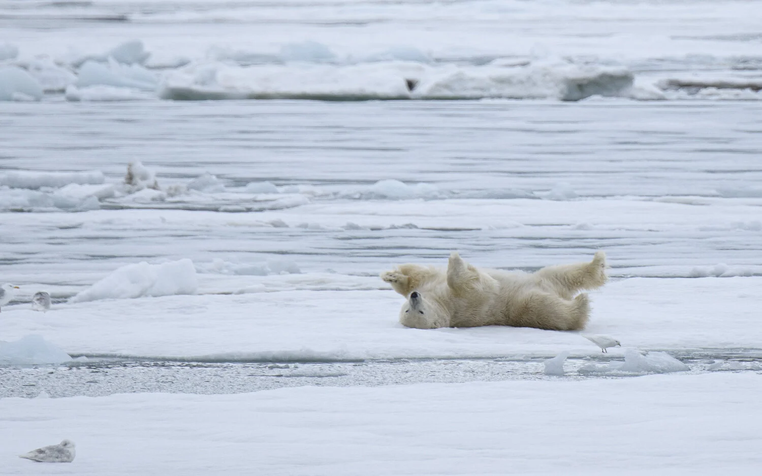 Svalbard 2020 (1 av 1)-44.jpg