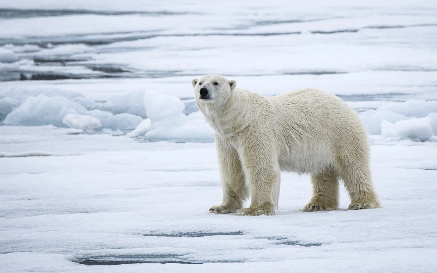Svalbard 2020 (1 av 1)-49.jpg