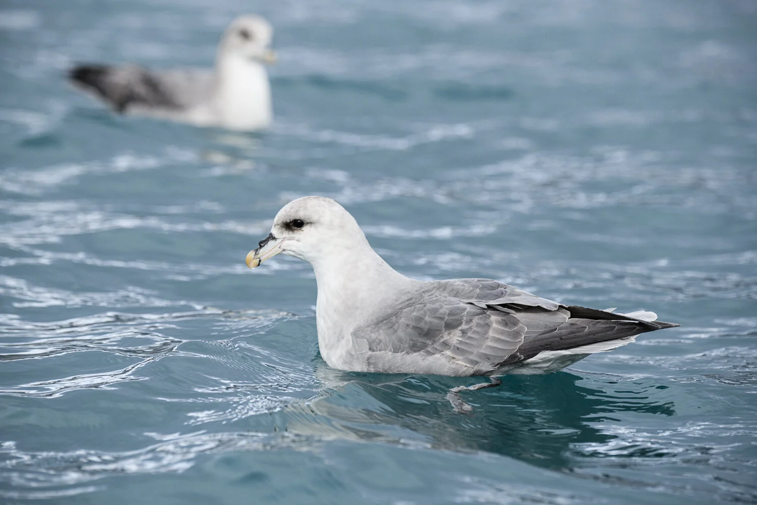 Svalbard 2020 (1 av 1)-65.jpg