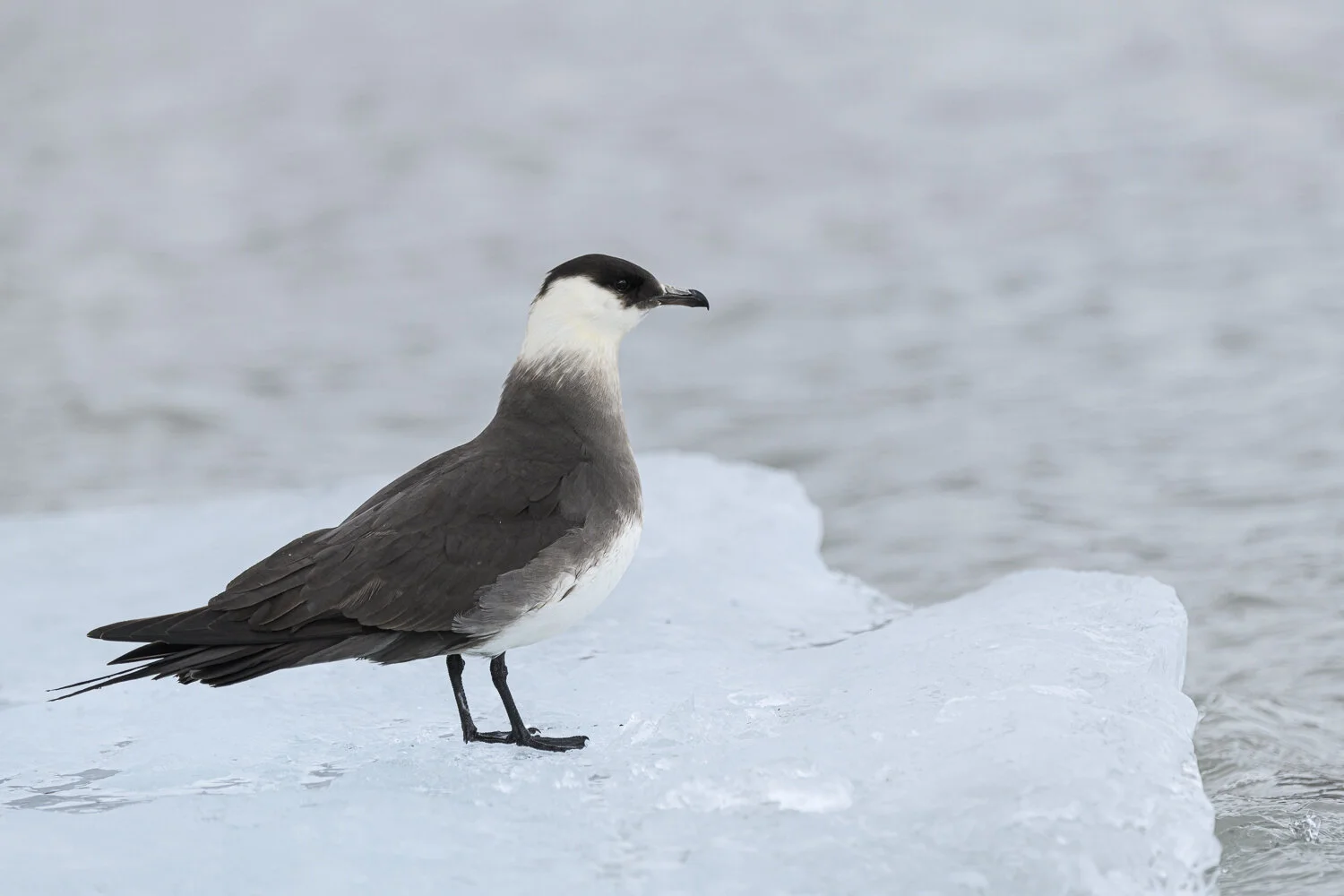 Svalbard 2020 (1 av 1)-66.jpg