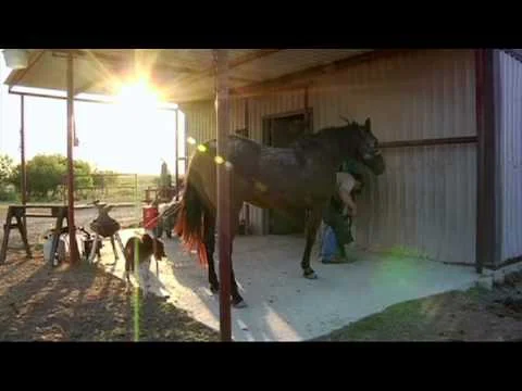 The Ride (VICE Films)