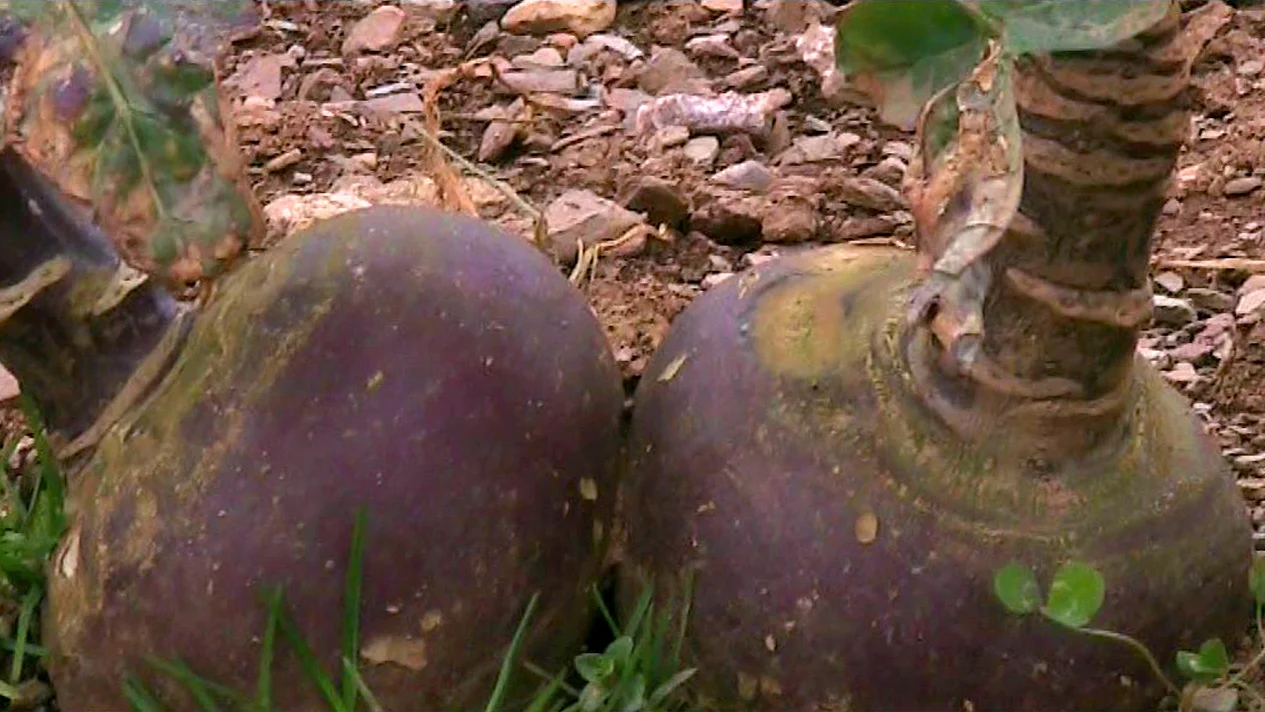 soil association for web 1280 v2.jpg