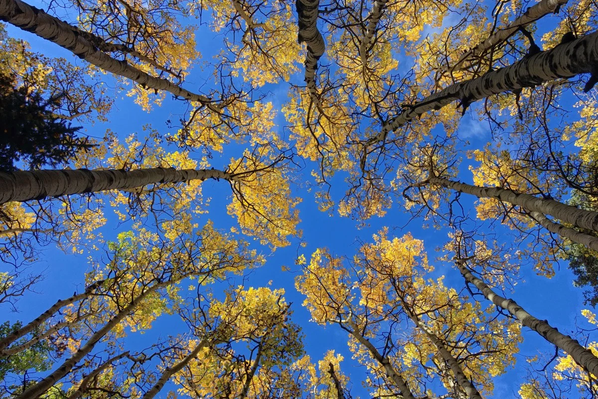 aspens5.jpg
