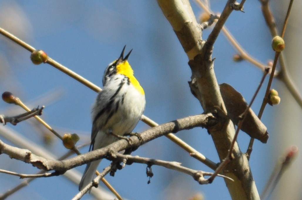 Raymond R. Andy Guest Jr. Shenandoah River State Park — Birding Virginia