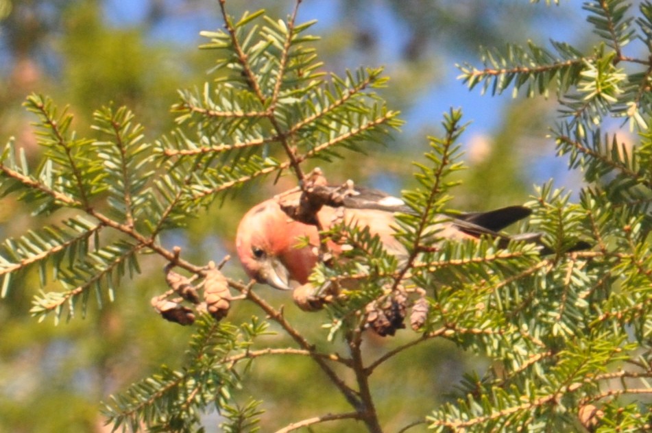 White-winged Crossbill