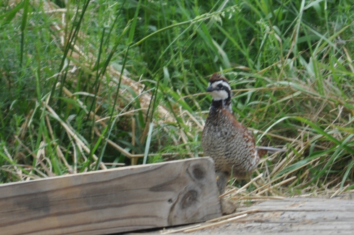 Northern Bobwhite