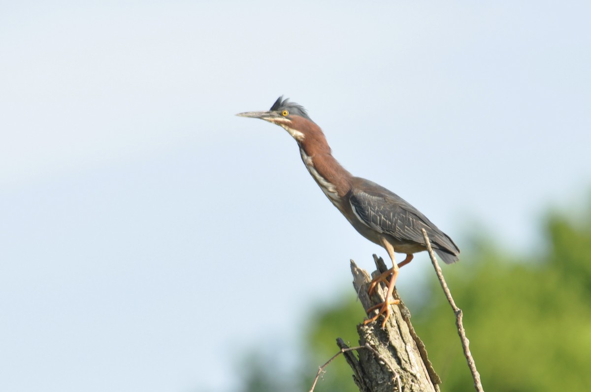 Green Heron