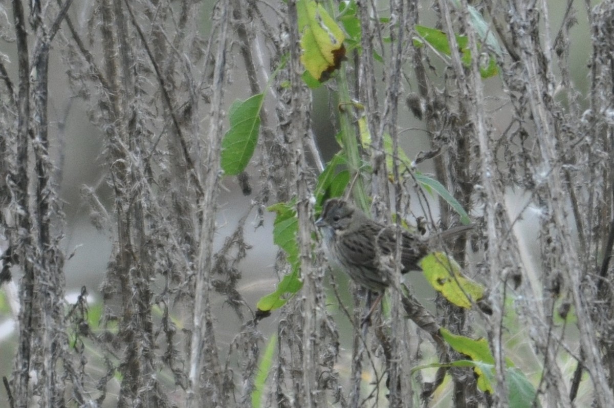 Lincoln's Sparrow