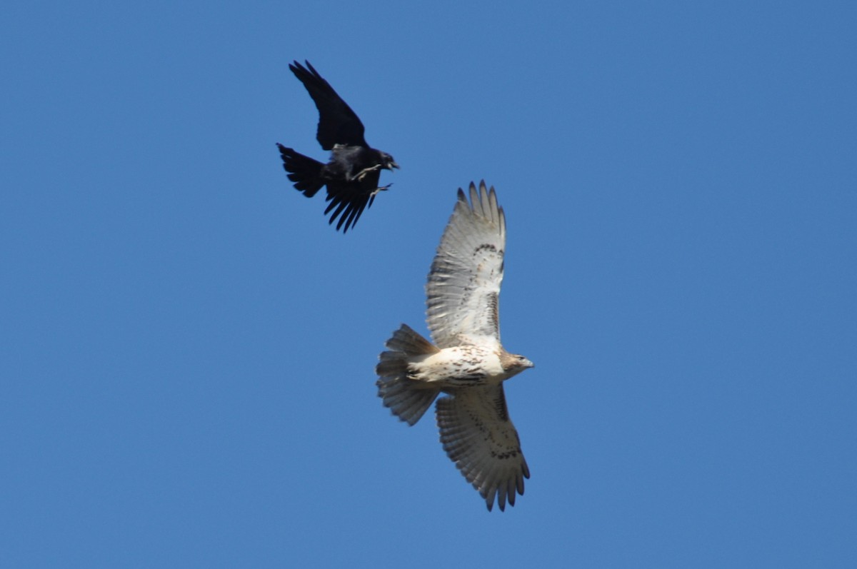 American Crow dive-bombs a Red-tailed Hawk
