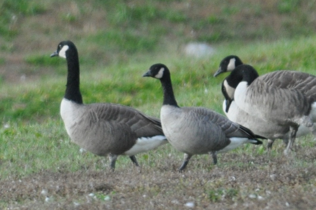 Cackling Goose