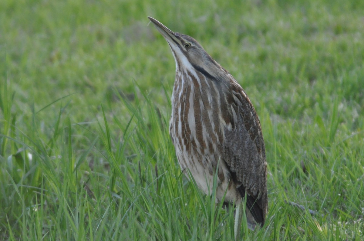 American Bittern