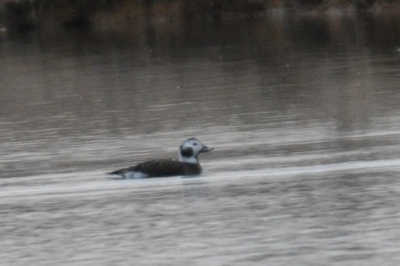 Long-tailed Duck