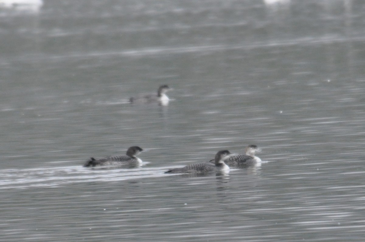 Common Loon