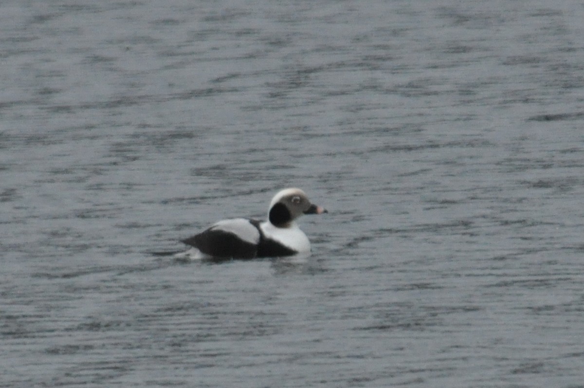 Long-tailed Duck