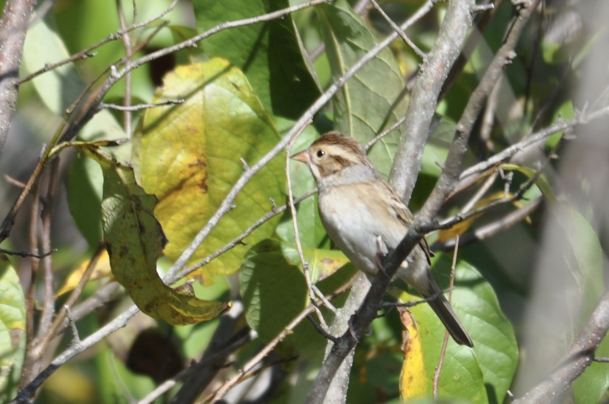 Clay-colored Sparrow