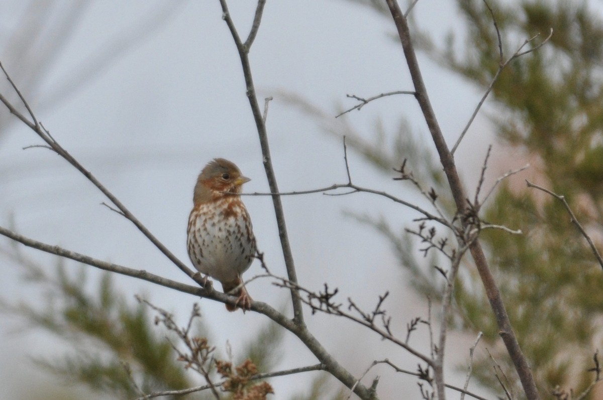 Fox Sparrow