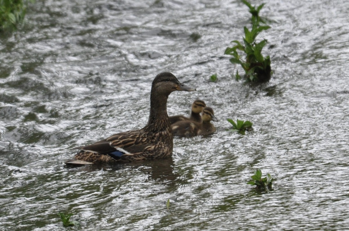 Mallard with chicks