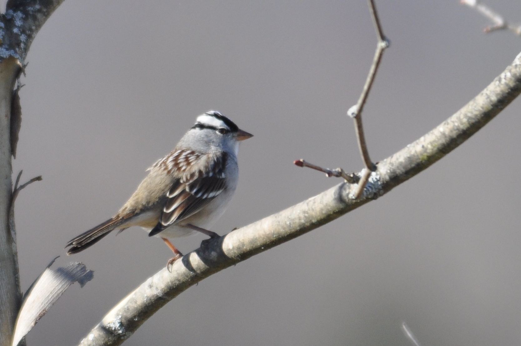 White-crowned Sparrow