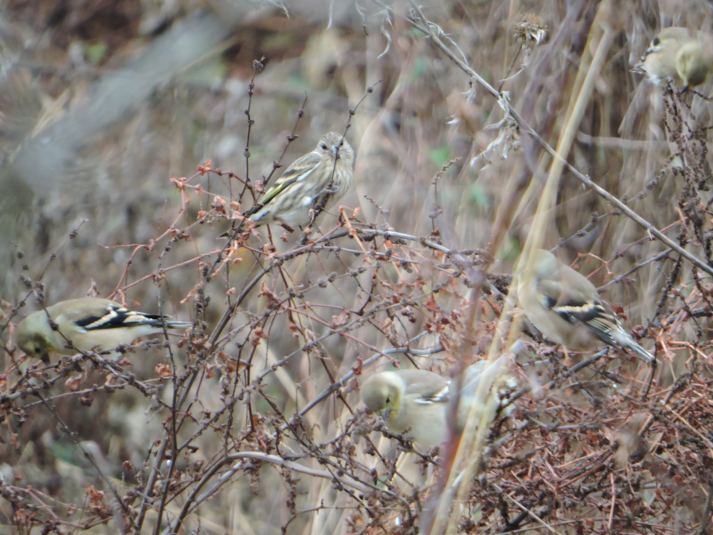 Pine Siskin