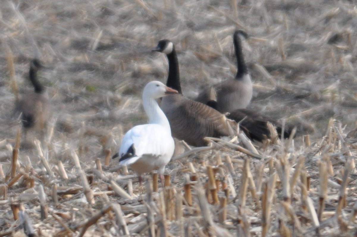 Snow Goose