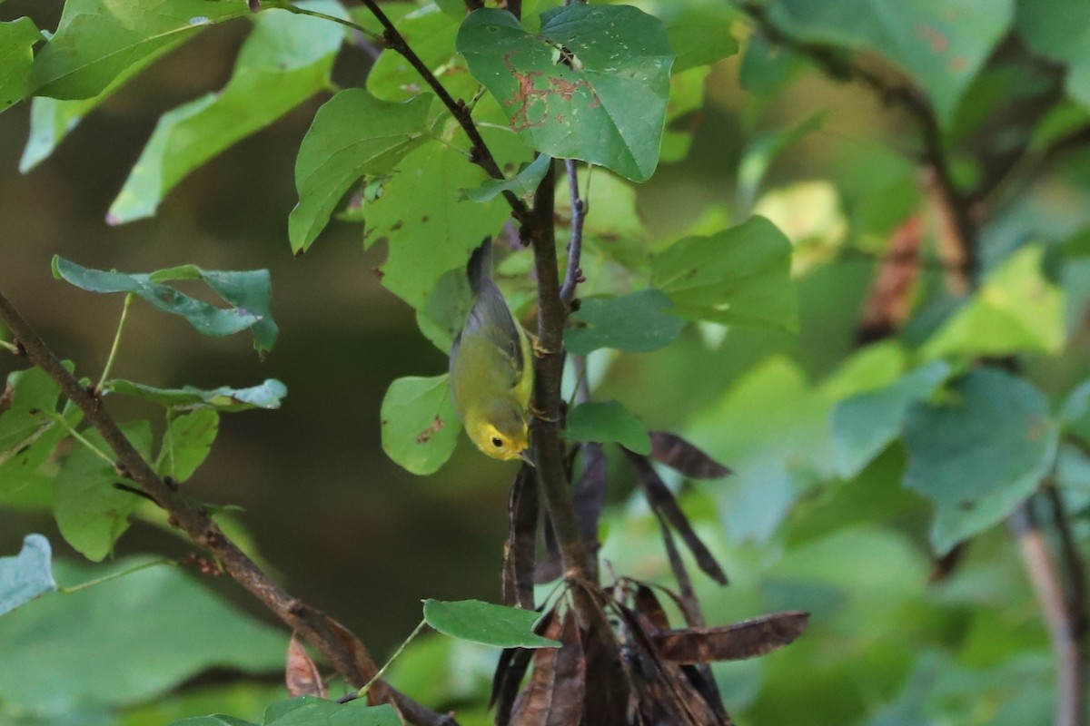 Wilson's Warbler