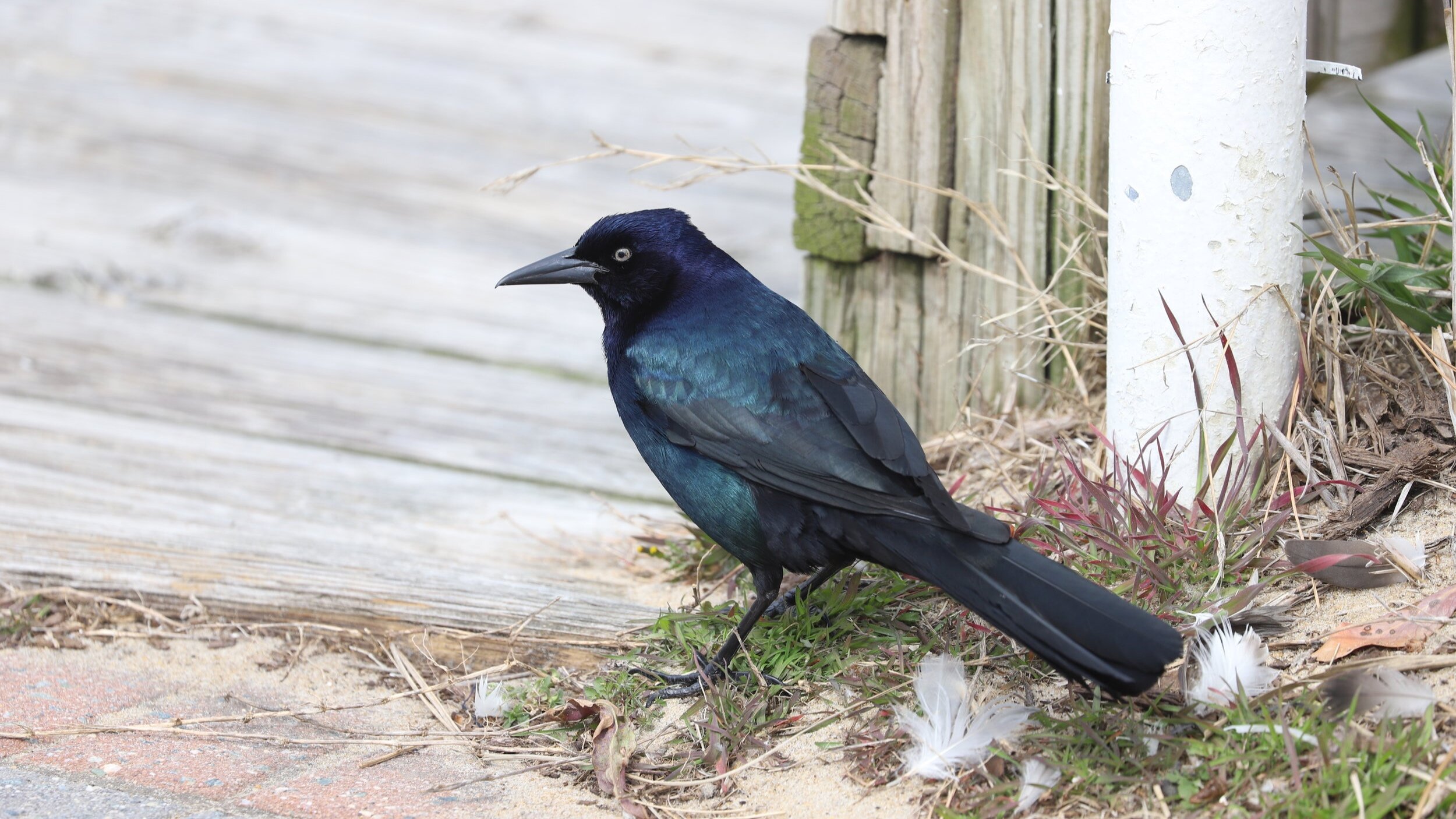 Birding Virginia