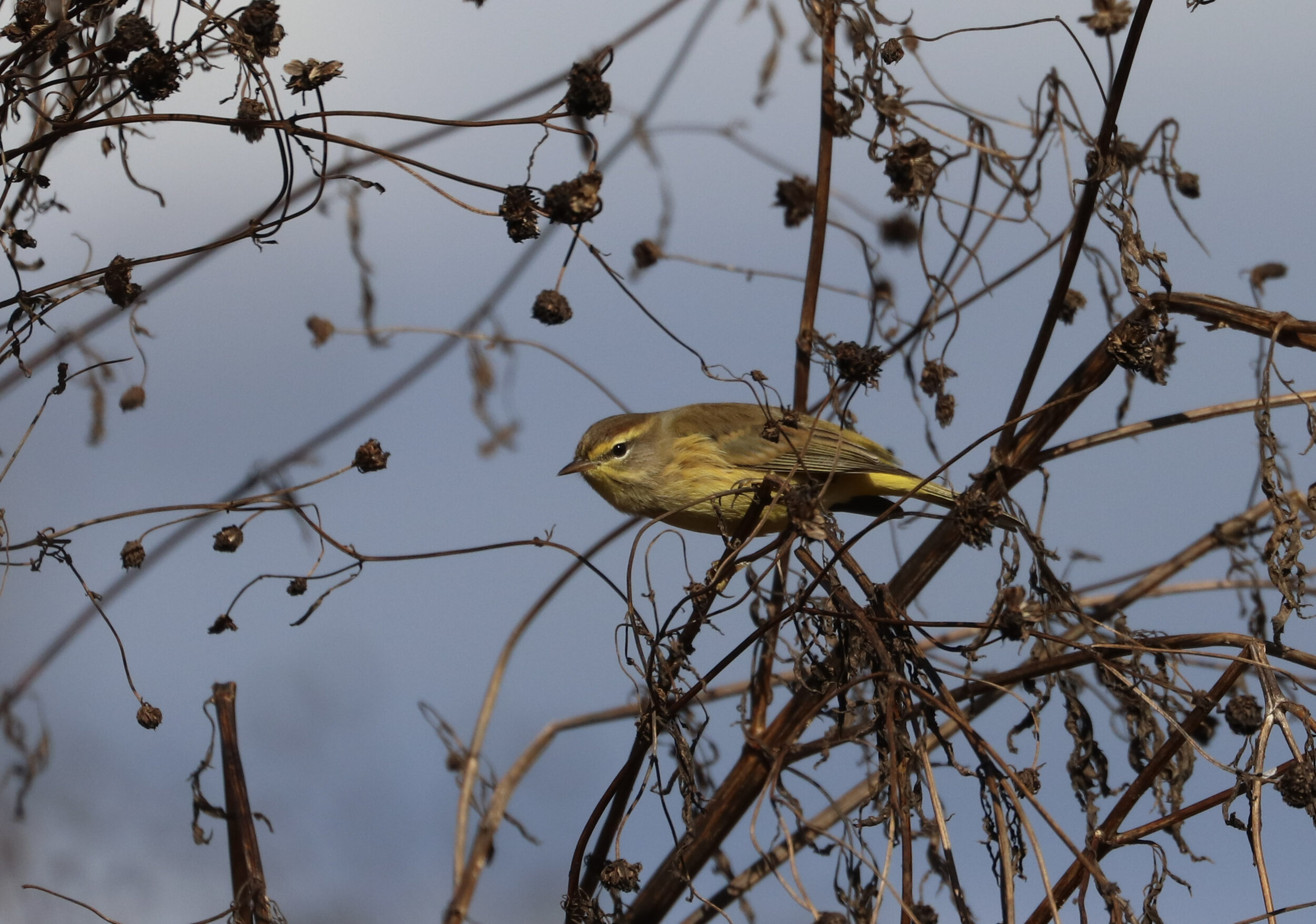 Palm Warbler