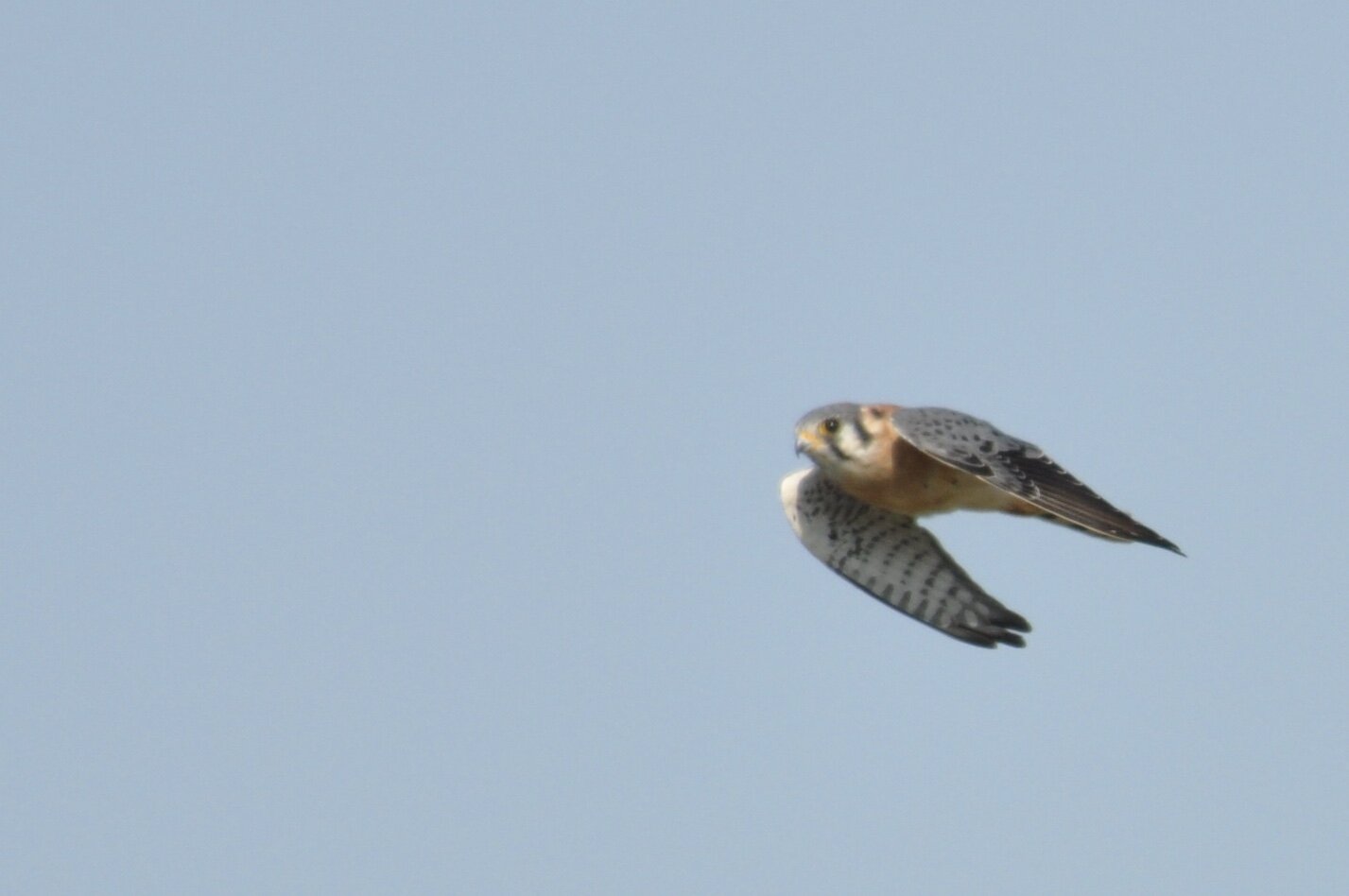 American Kestrel