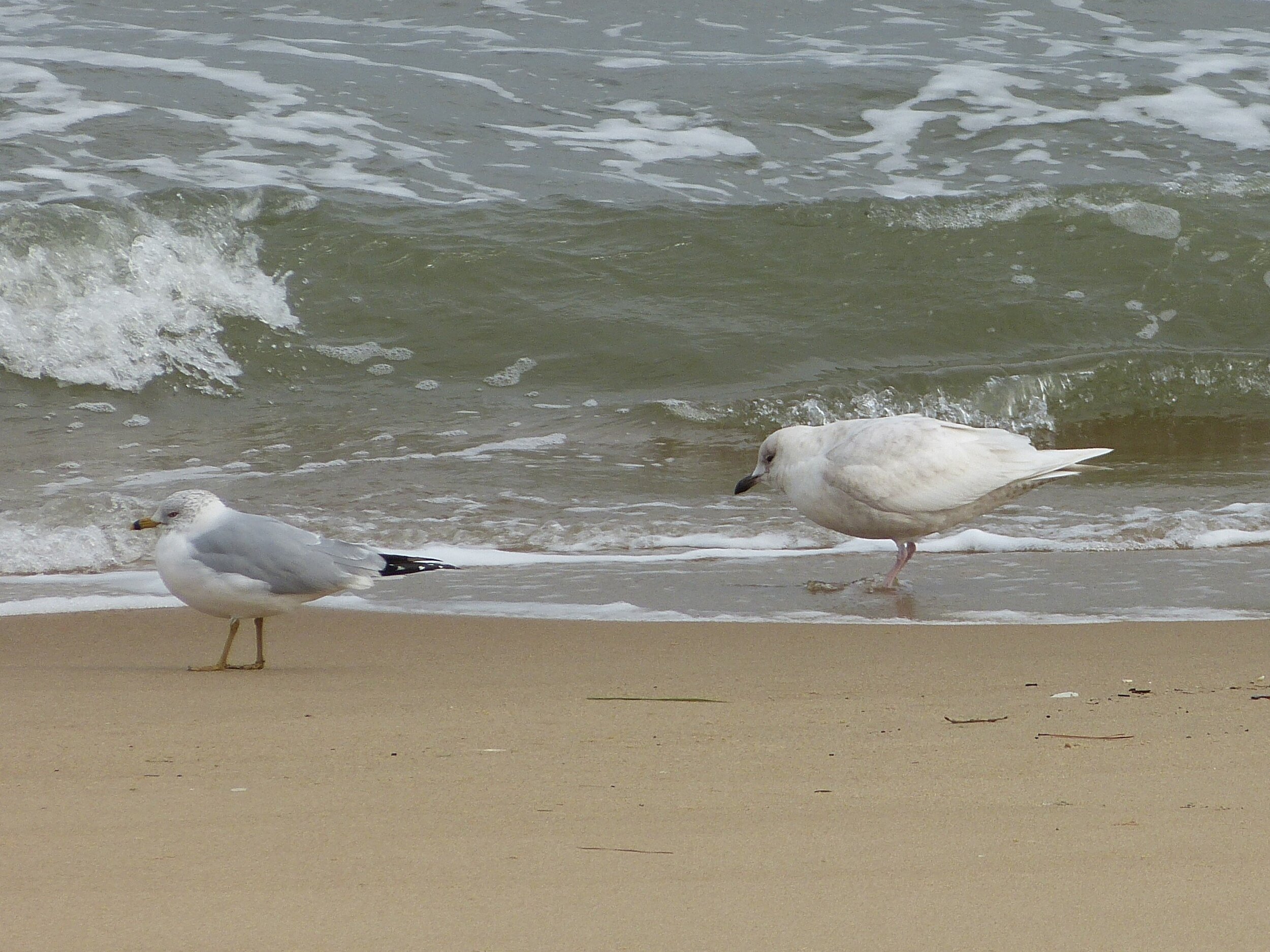 Iceland Gull