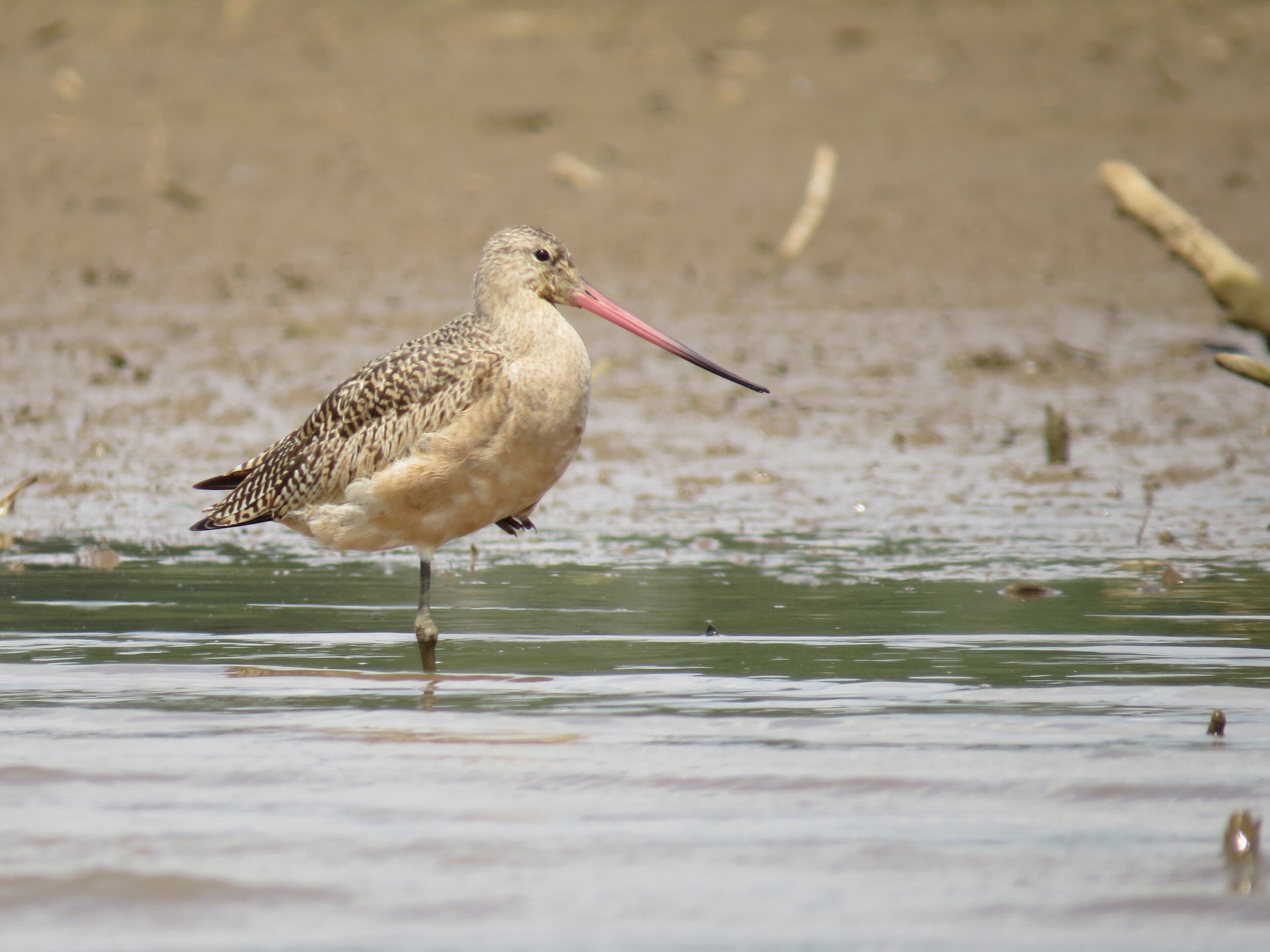 Marbled Godwit