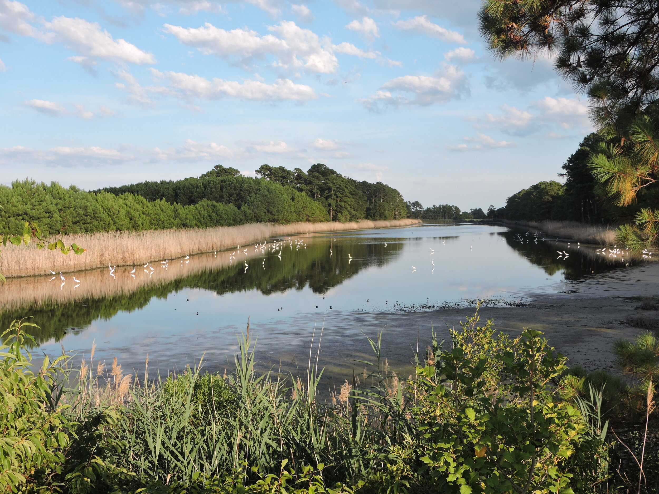 Low water levels and high numbers of waders and shorebirds in the 3rd pool