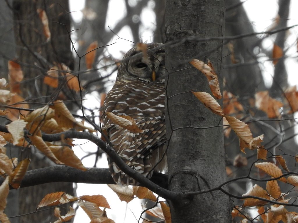  Barred Owl at Daniels Run Park, 14 December 2018, ©Paul and Joan Woodward 