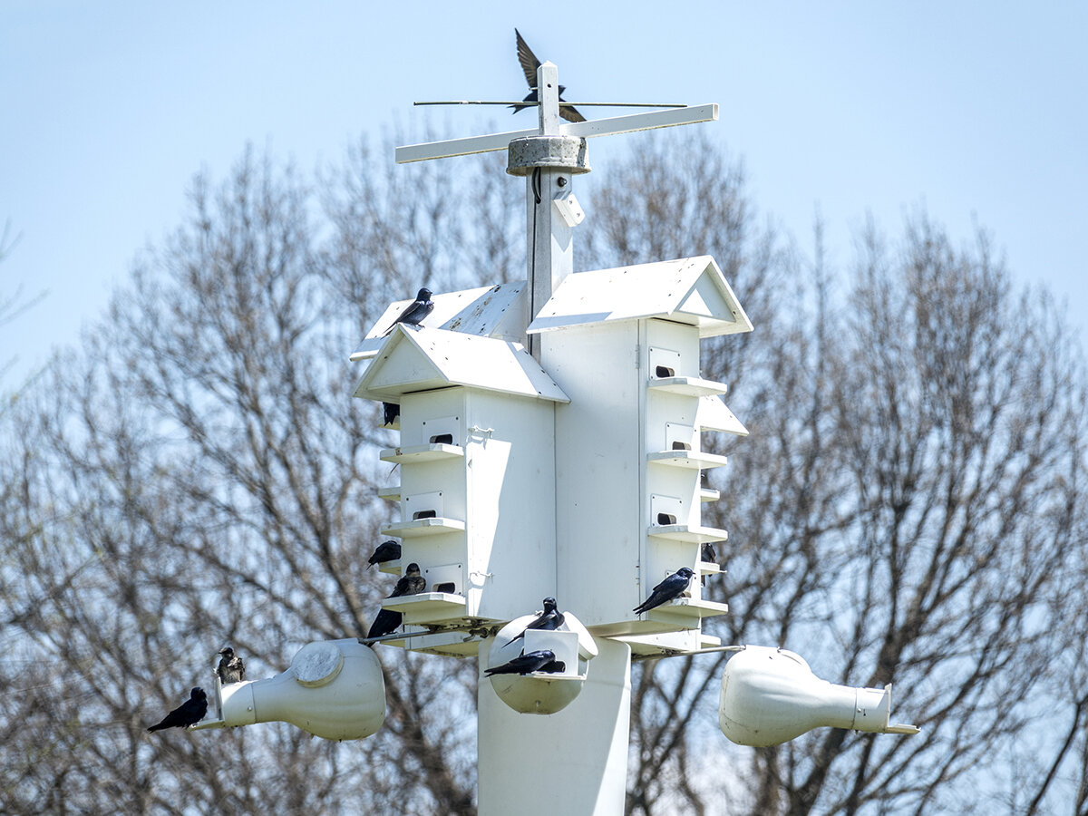 Purple Martins