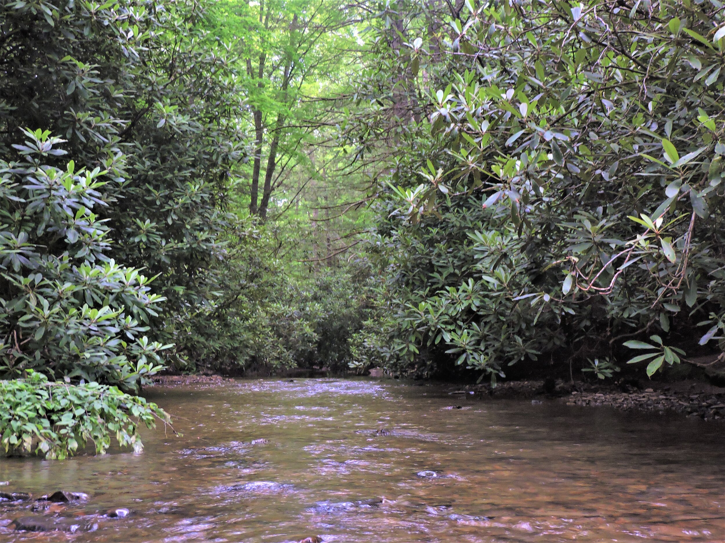  One of several Bear Creek crossing along the trail, © Cade Campbell 