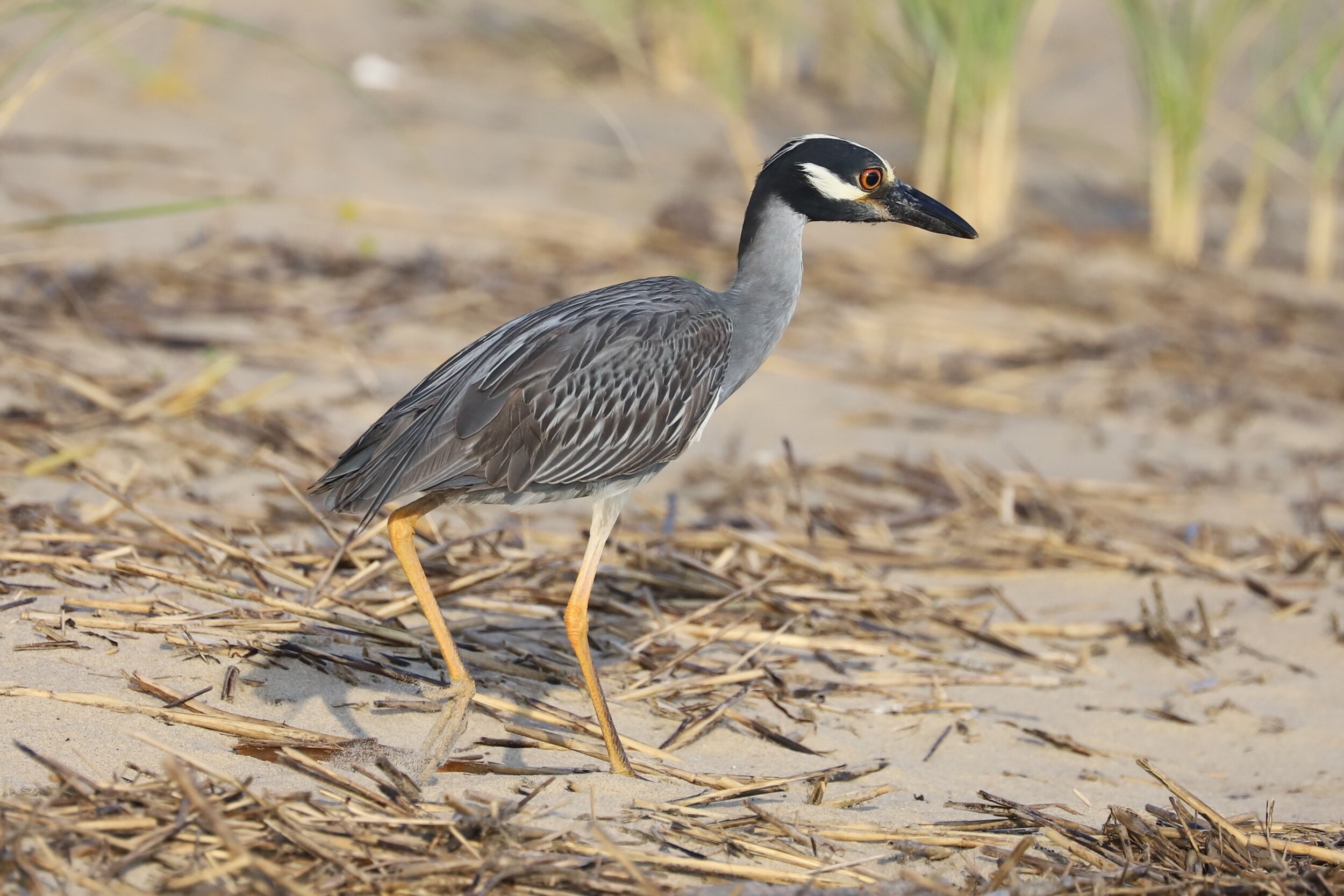 Yellow-crowned Night-Heron