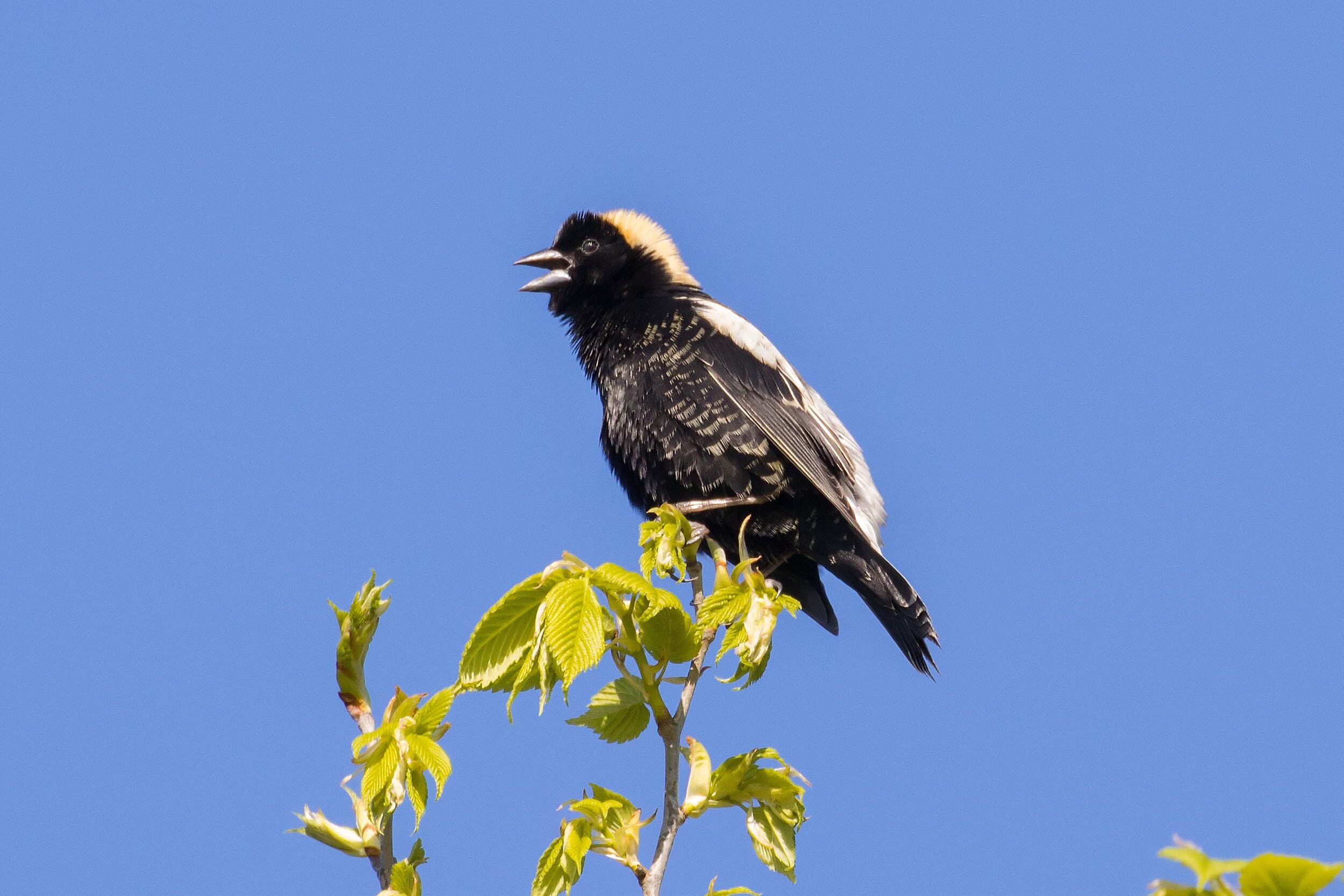  Bobolink, © Howard Wu 