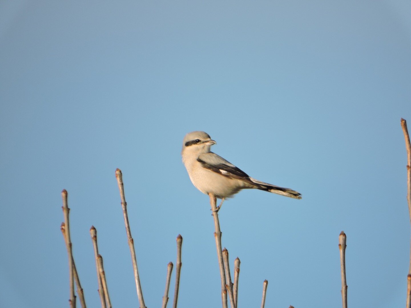 "Sully" the Northern Shrike