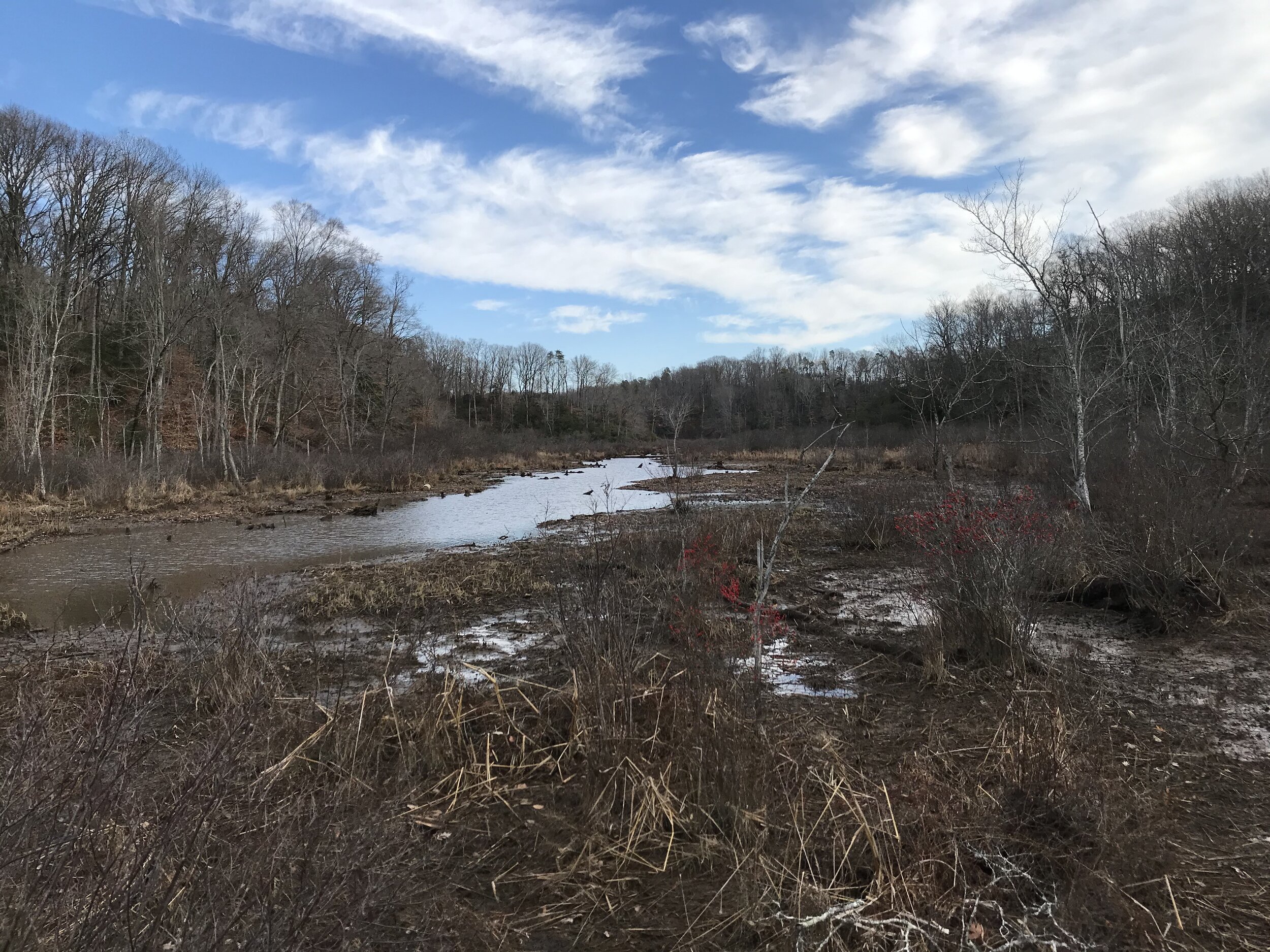 Owl Hollow Marsh