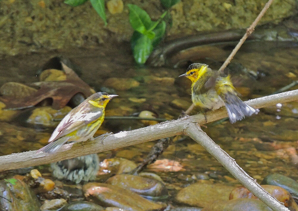Cape May Warblers