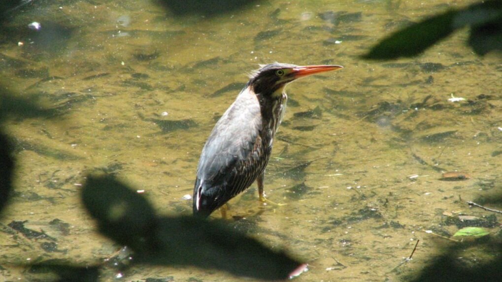  Juvenile Green Heron, ©Paul and Joan Woodward 