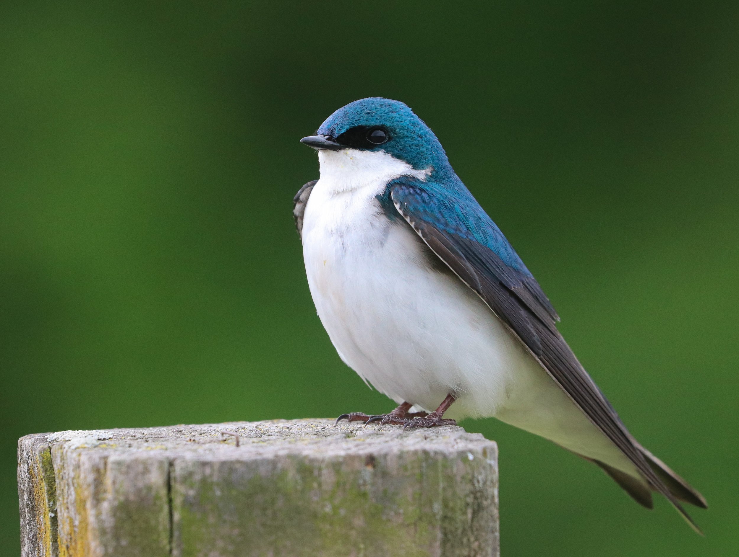 Tree Swallow