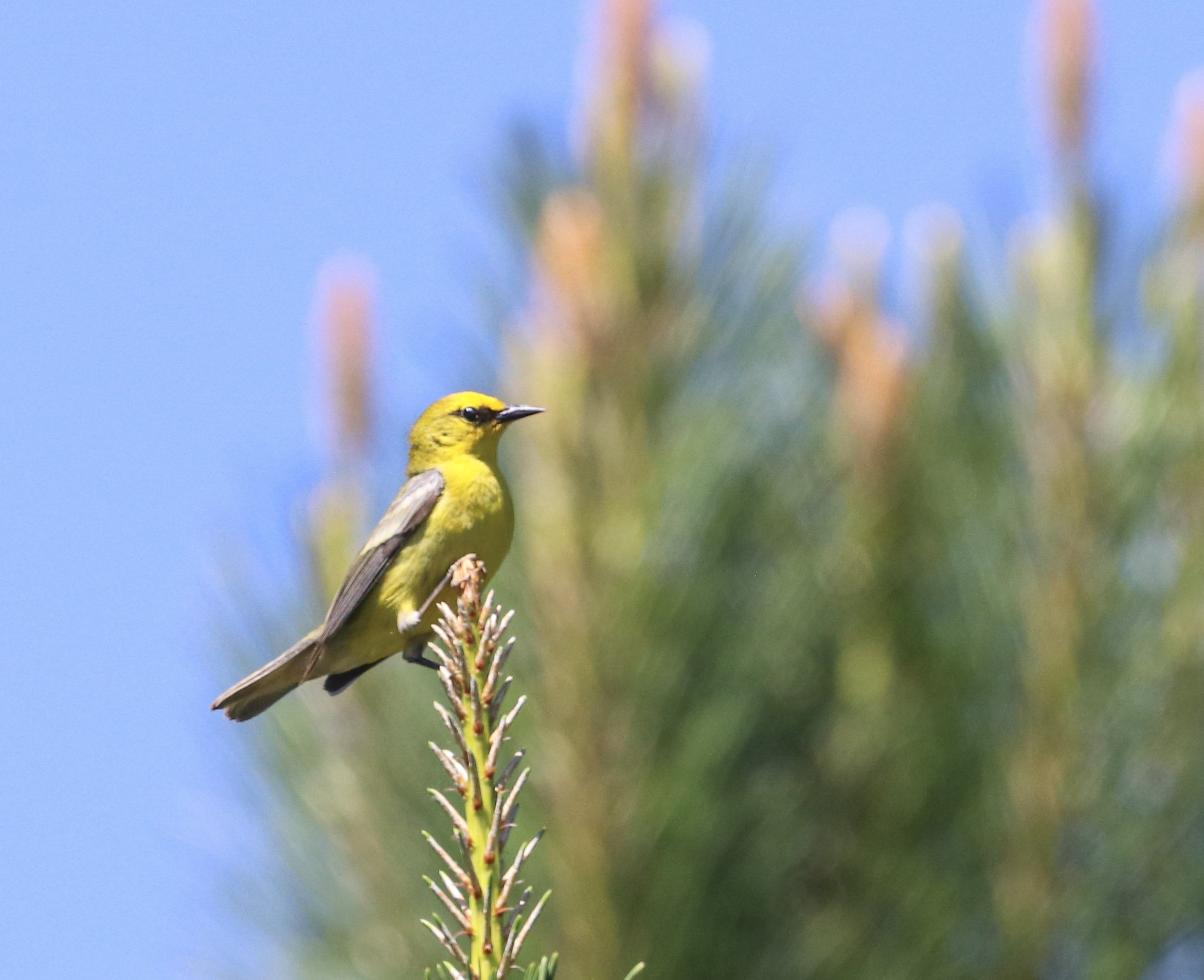 Blue-winged Warbler