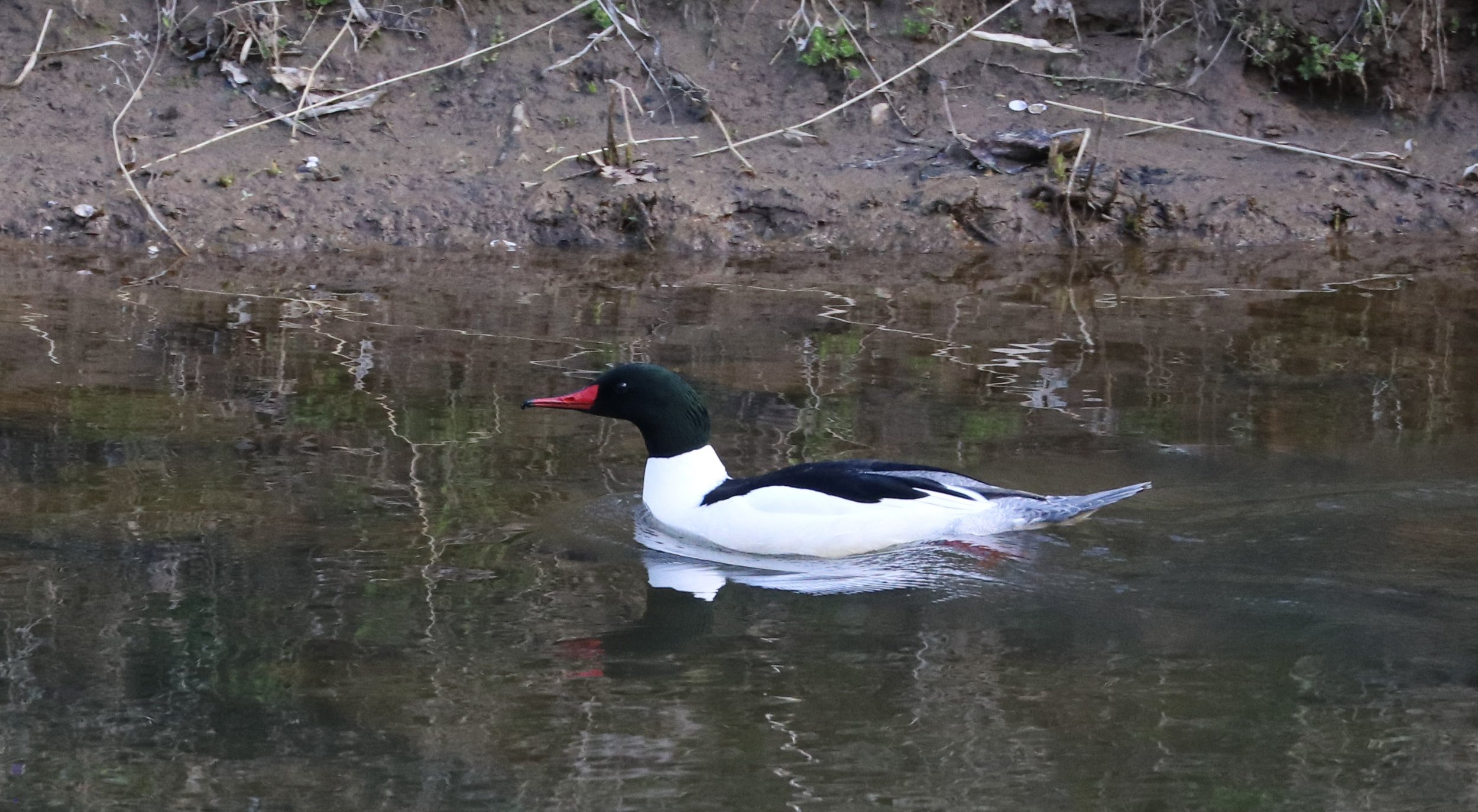 Common Merganser