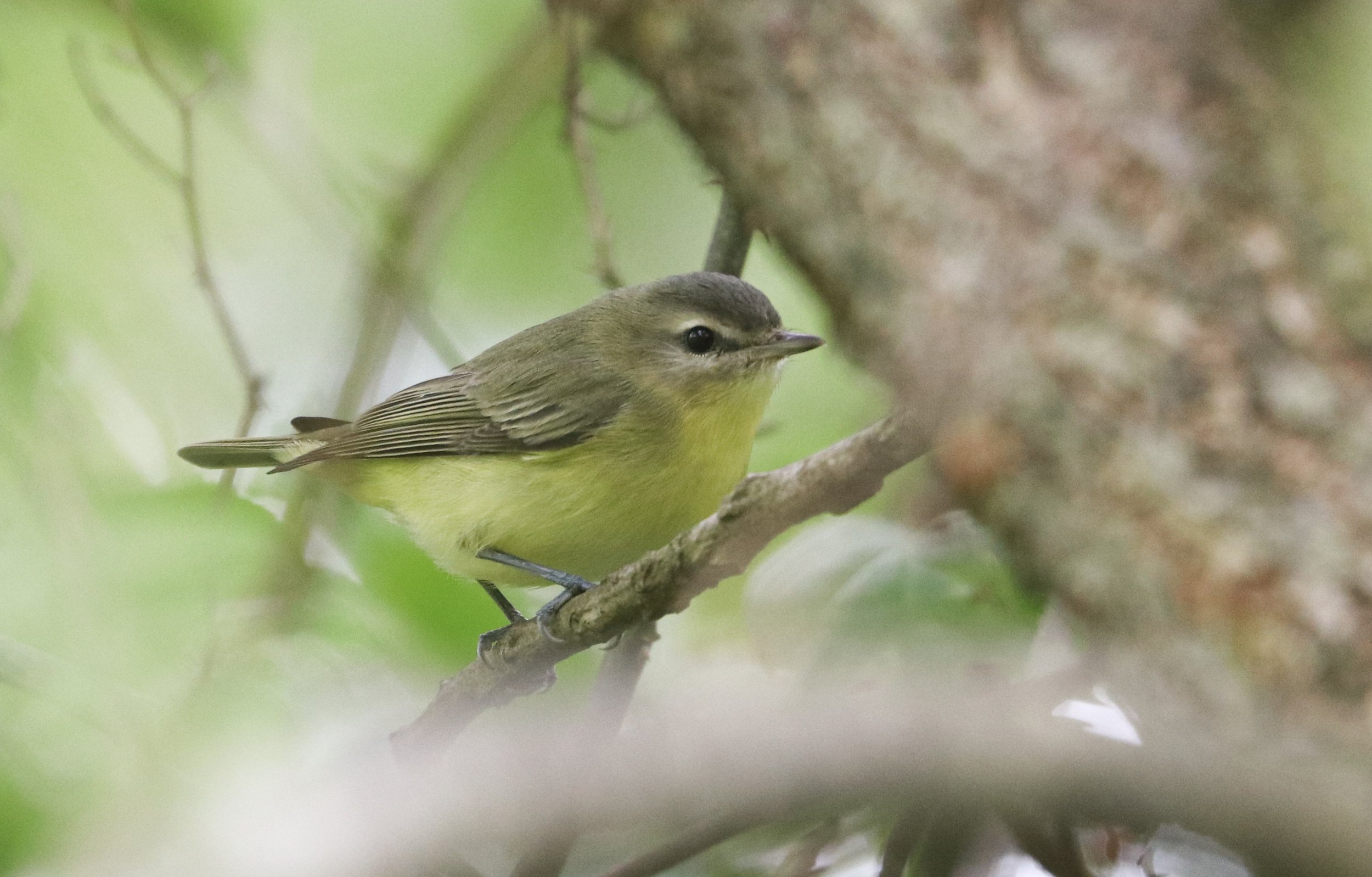 Philadelphia Vireo