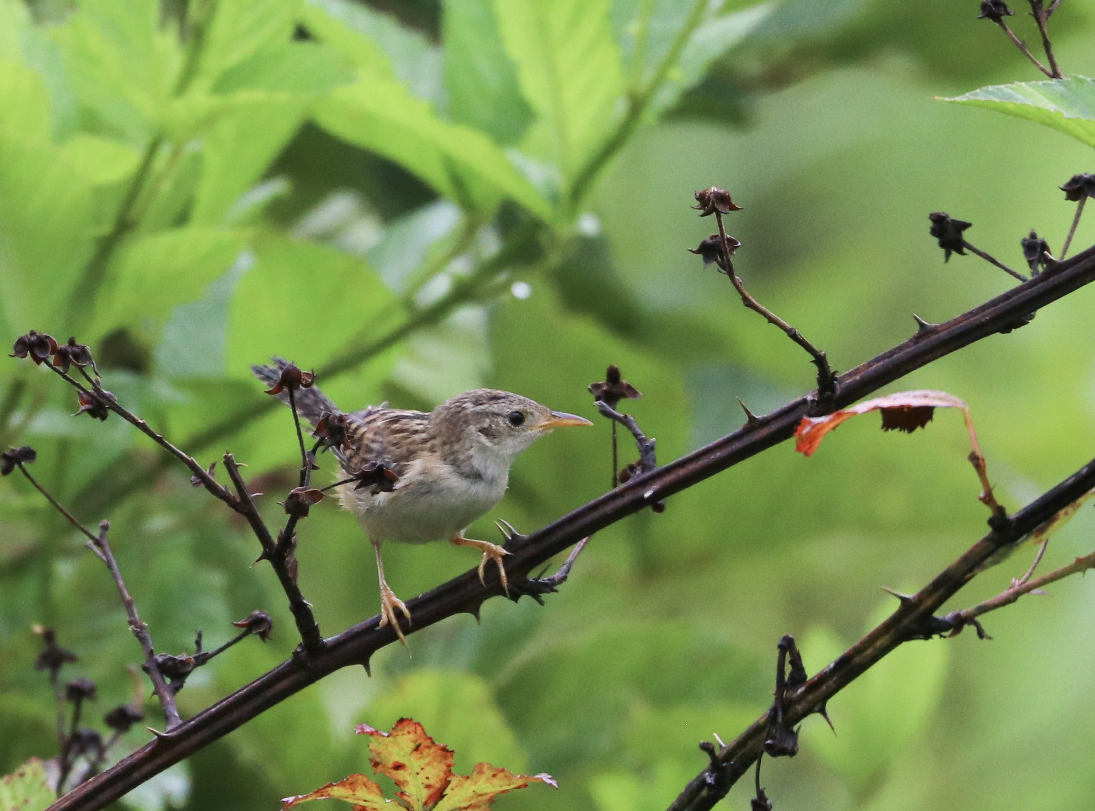 Sedge Wren