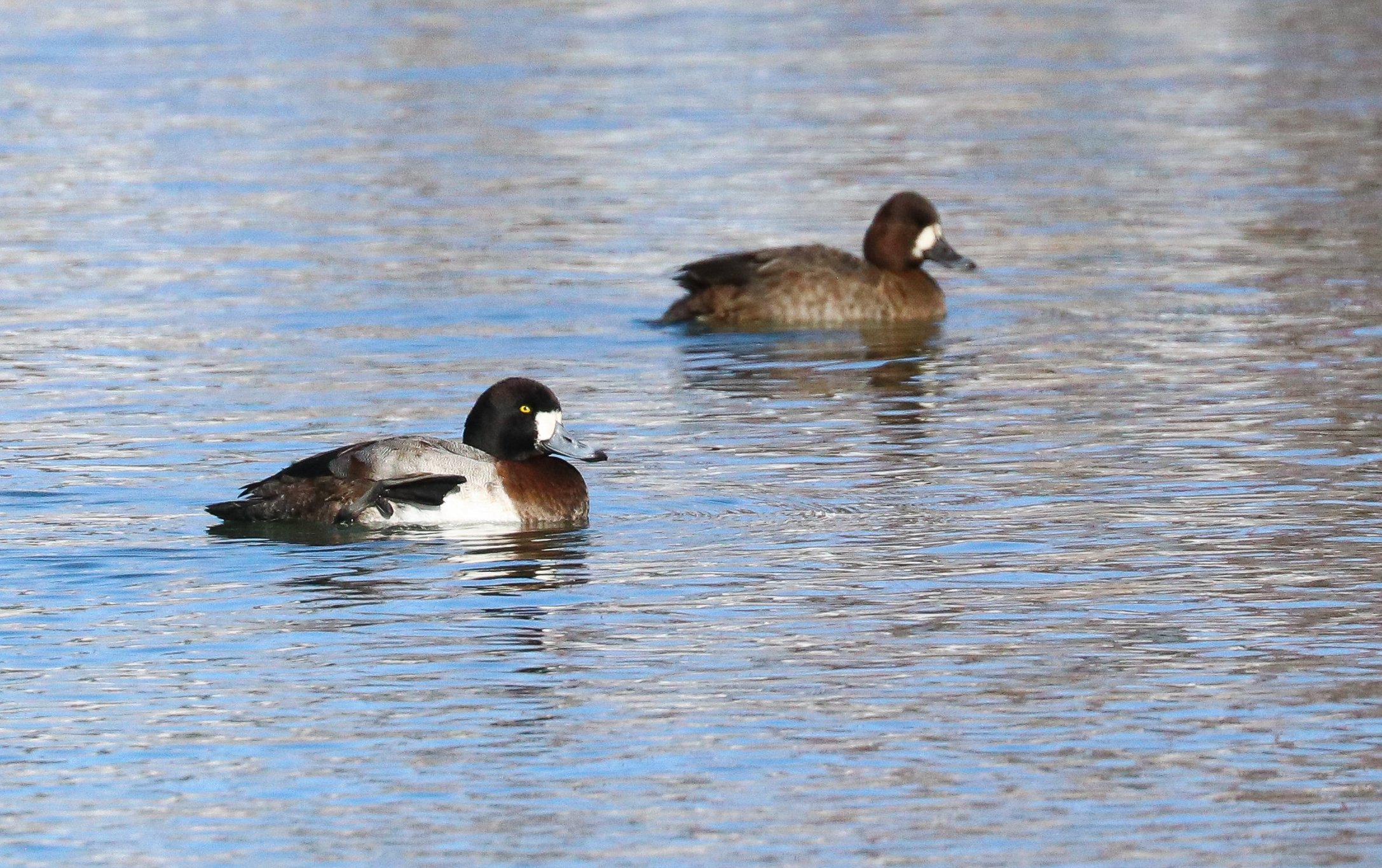 Greater (front) and Lesser (rear) Scaup